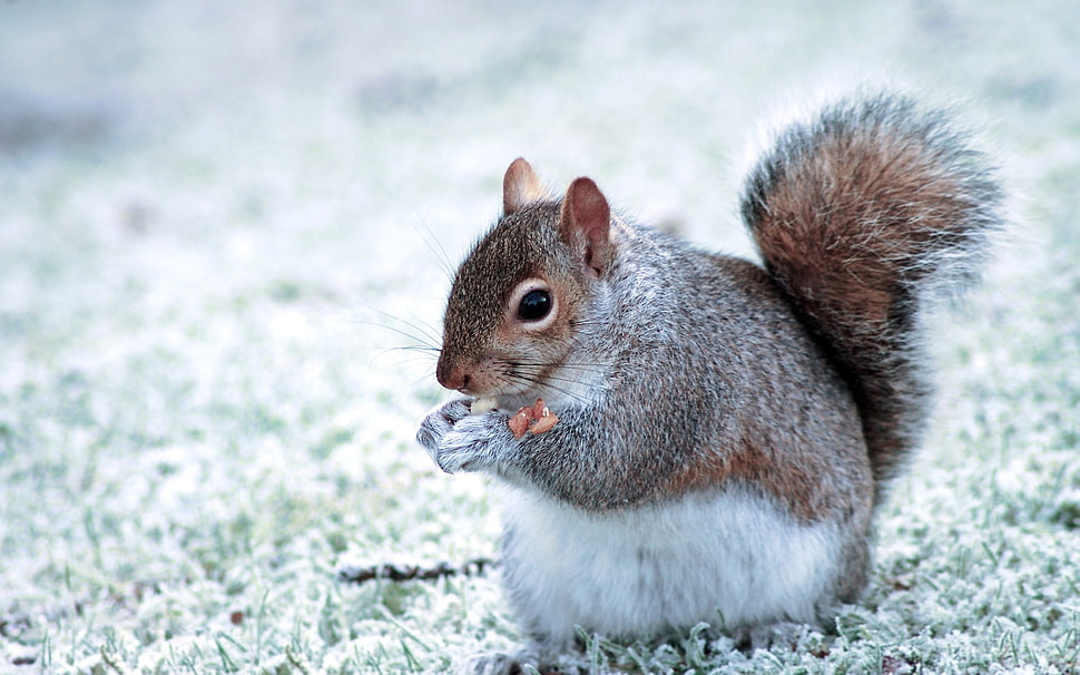 gray and brown squirrel HD wallpaper